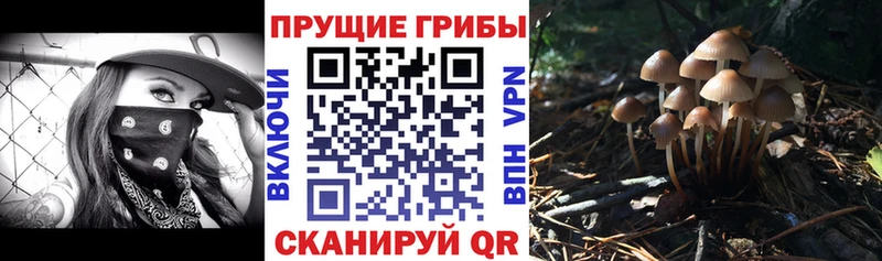 Галлюциногенные грибы Psilocybine cubensis  Лермонтов 